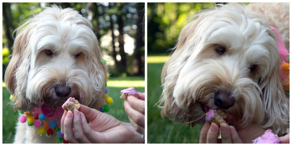 Winnie the Labradoodle eating Banana Doughnuts for Dogs | wearenotmartha.com