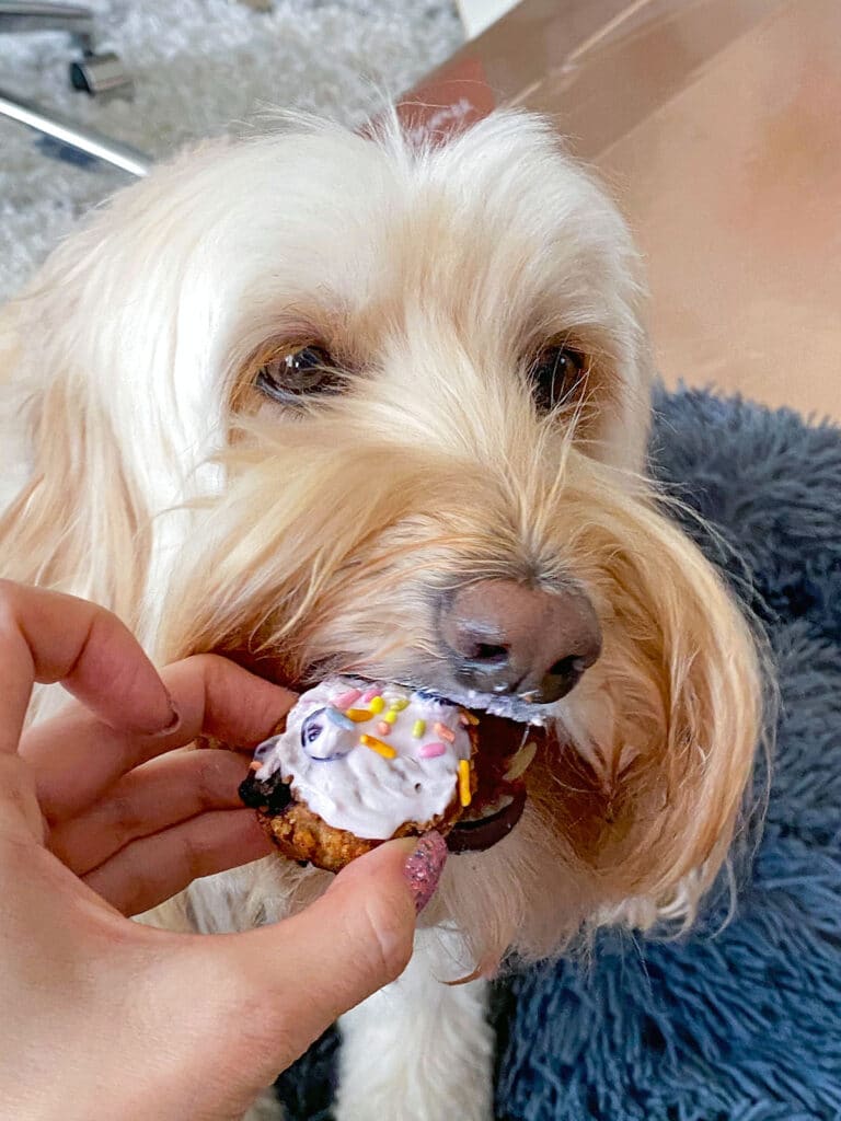 Winnie the labradoodle taking a bite out of a blueberry muffin for dogs.