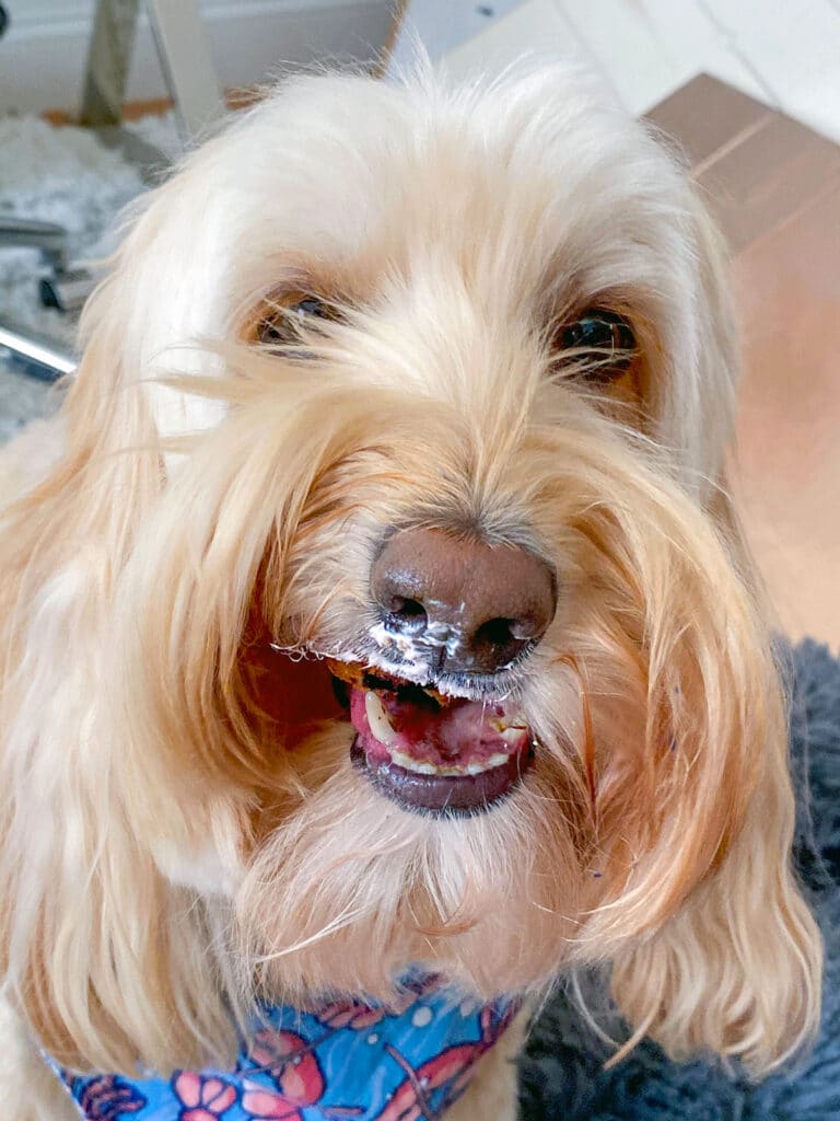 Winnie the labradoodle eating a blueberry muffin for dogs with sour cream frosting on her face.