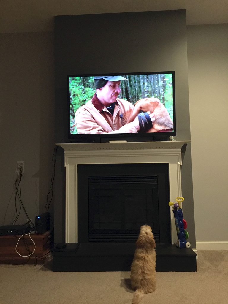 Winnie the Labradoodle Dog watching Best in Show