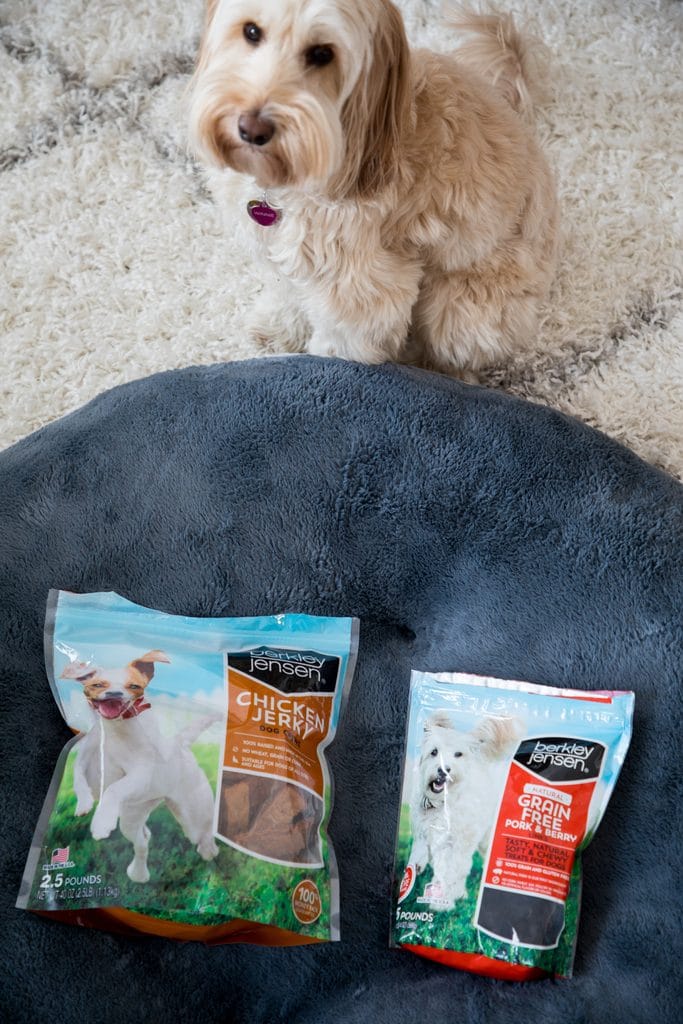 Winnie the mini Labradoodle sitting by her new dog bed looking at her new treats.