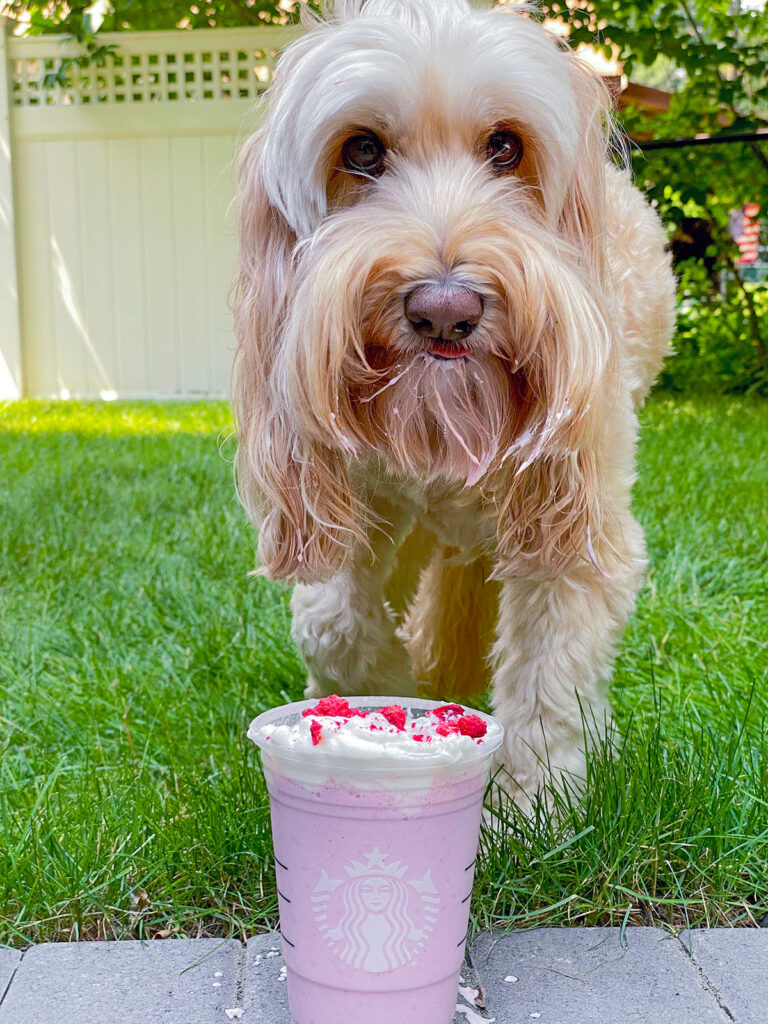 Winnie the labradoodle with strawberry puppuccino on her face drinking out of a Starbucks cup
