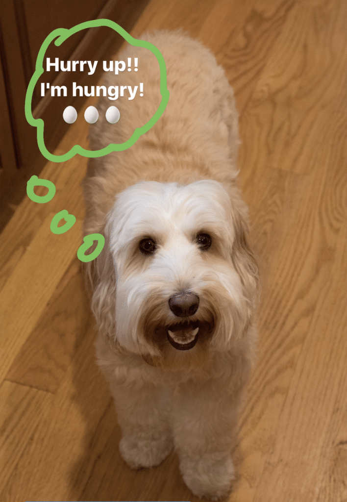Winnie the dog with thought bubble saying "hurry up! I'm hungry!"