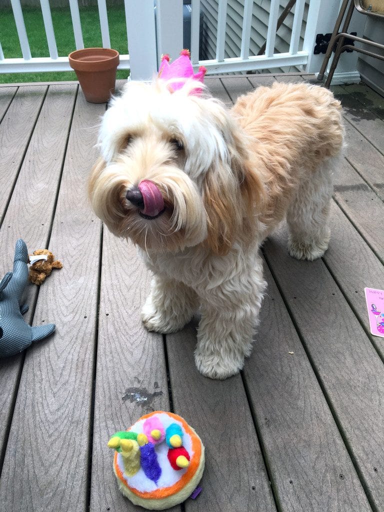 Winnie the labradoodle outside on the deck surrounded by birthday present toys and licking her lips