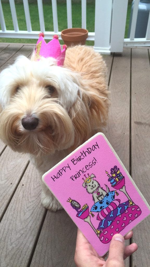 Winnie the labradoodle looking at her pink edible birthday card while wearing a pink "1" birthday crown on the deck outside