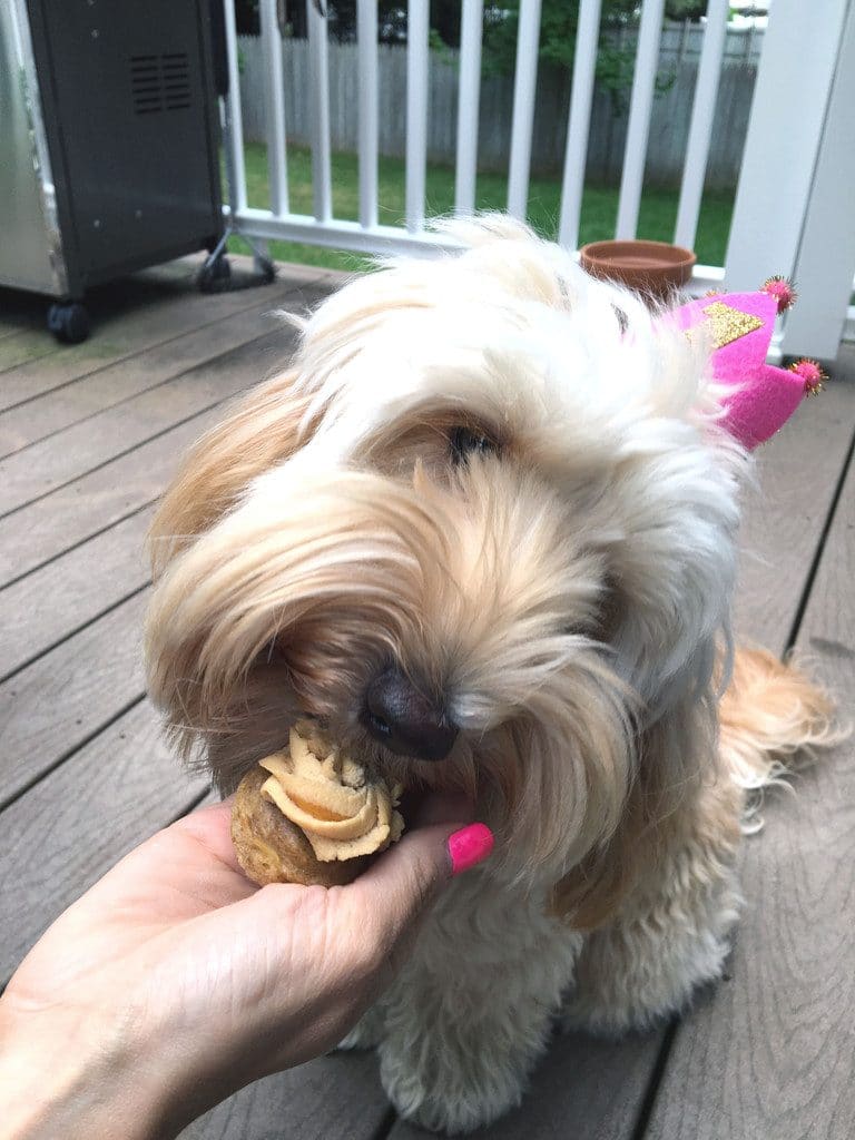Winnie the labradoodle sitting on the deck eating a  pupcake while wearing a pink "1" birthday crown