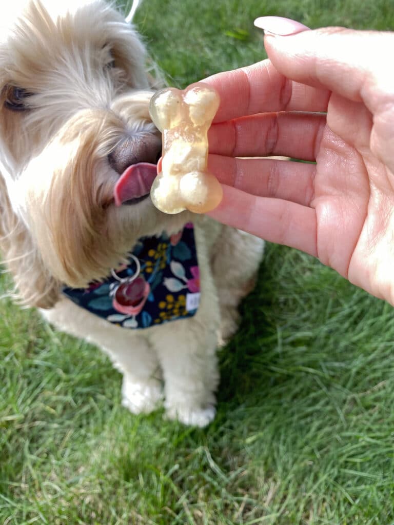 Winnie the Labradoodle licking her lips and a bone-shaped chicken jello treat for dogs is held in front of her