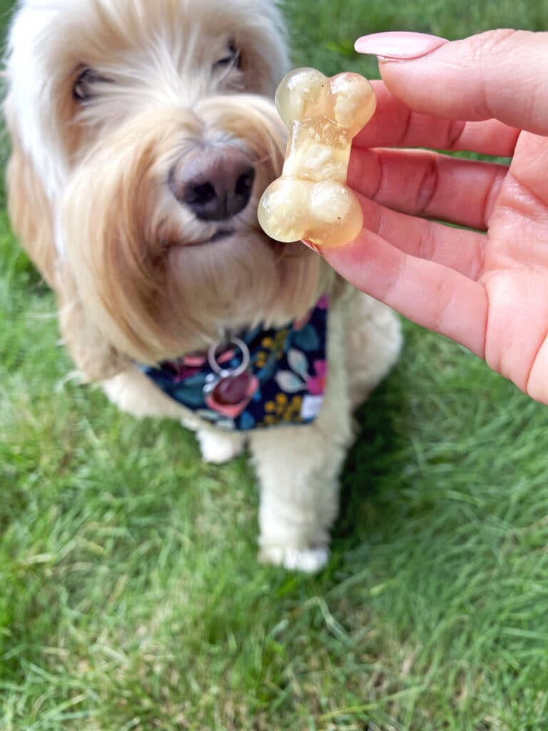 Winnie the labradoodle looking at a homemade chicken jello dog treat