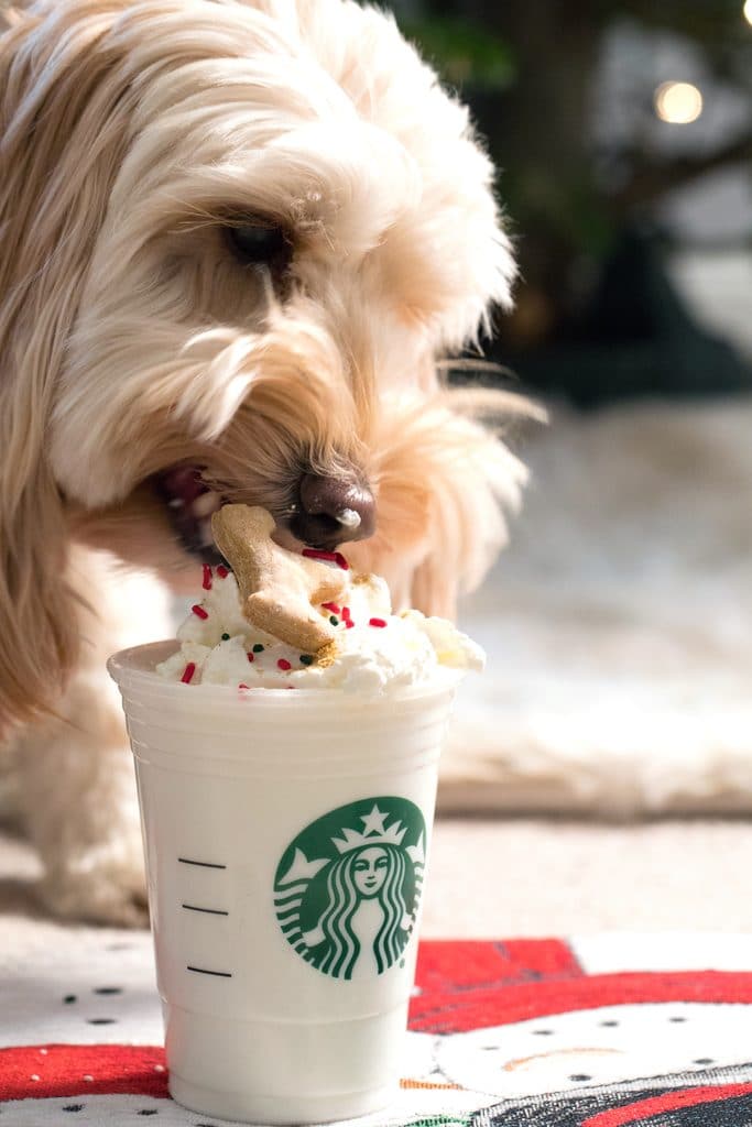 Close-up view of Winnie the labradoodle biting into the mini gingerbread cookie for dogs in the gingerbread puppuccino cup