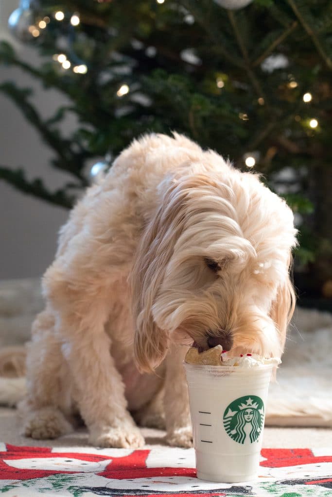 Winnie the Labradoodle licking a gingerbread puppuccino