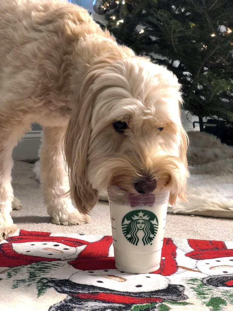 Winnie the Labradoodle with her tongue all the way in the gingerbread puppuccino cup