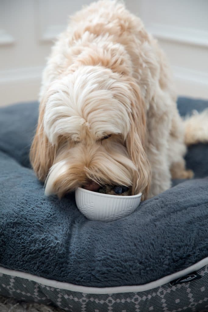 Winnie the mini labradoodle eating berry egg oatmeal for dogs out of a white bowl while on her dog bed