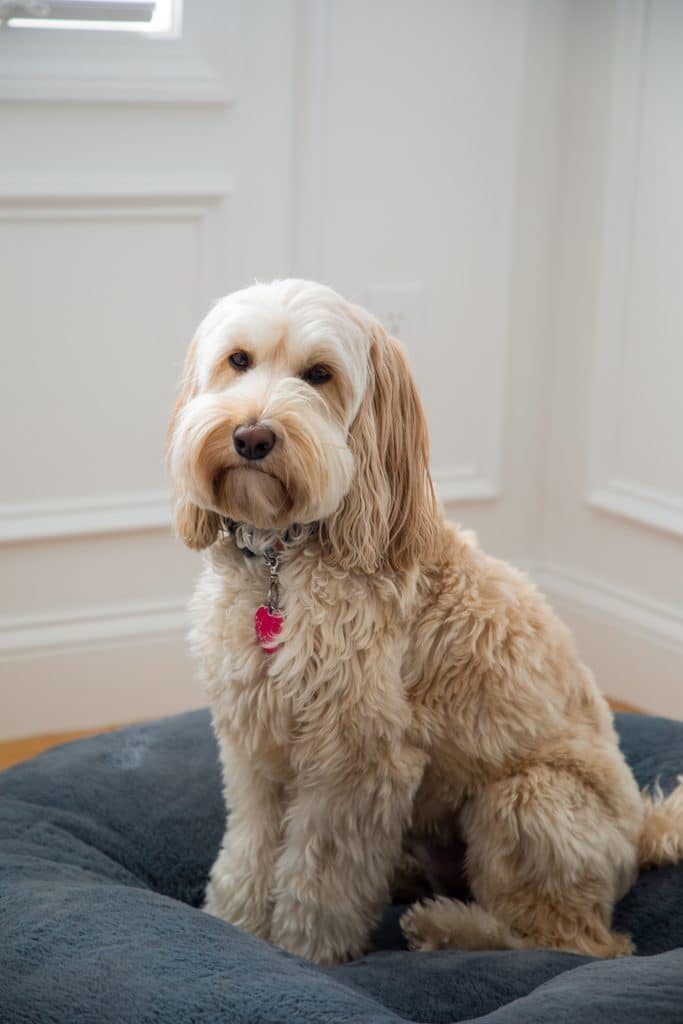 Winnie the Labradoodle sitting on her new dog bed