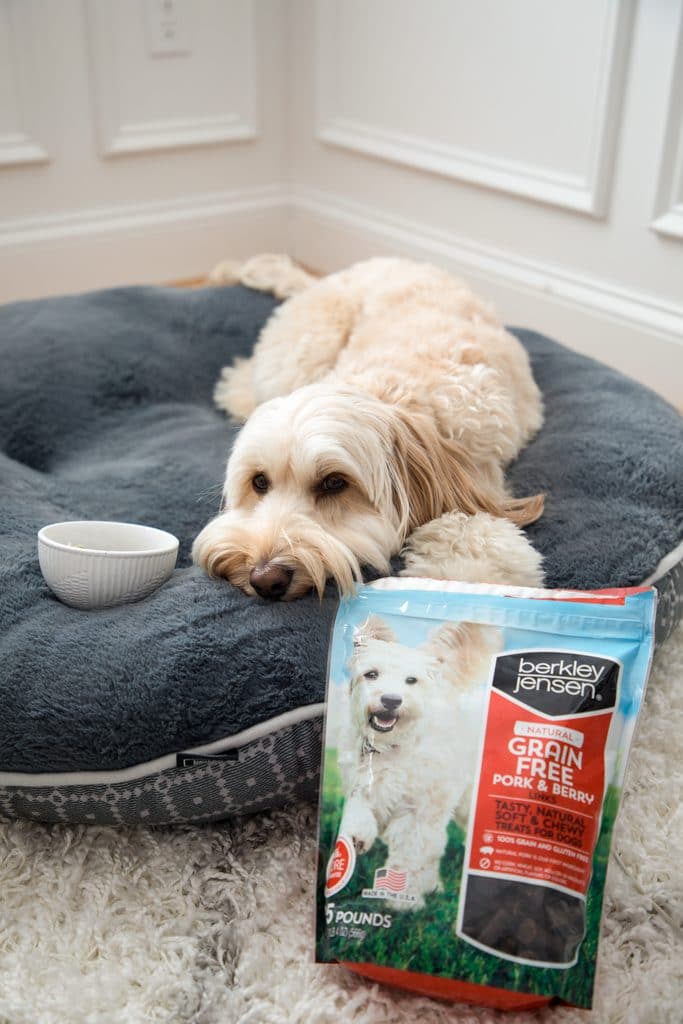 Winnie the mini labradoodle laying down on her dog bed next to her white bowl of oatmeal and a big bag of Pork and Berry Links treats