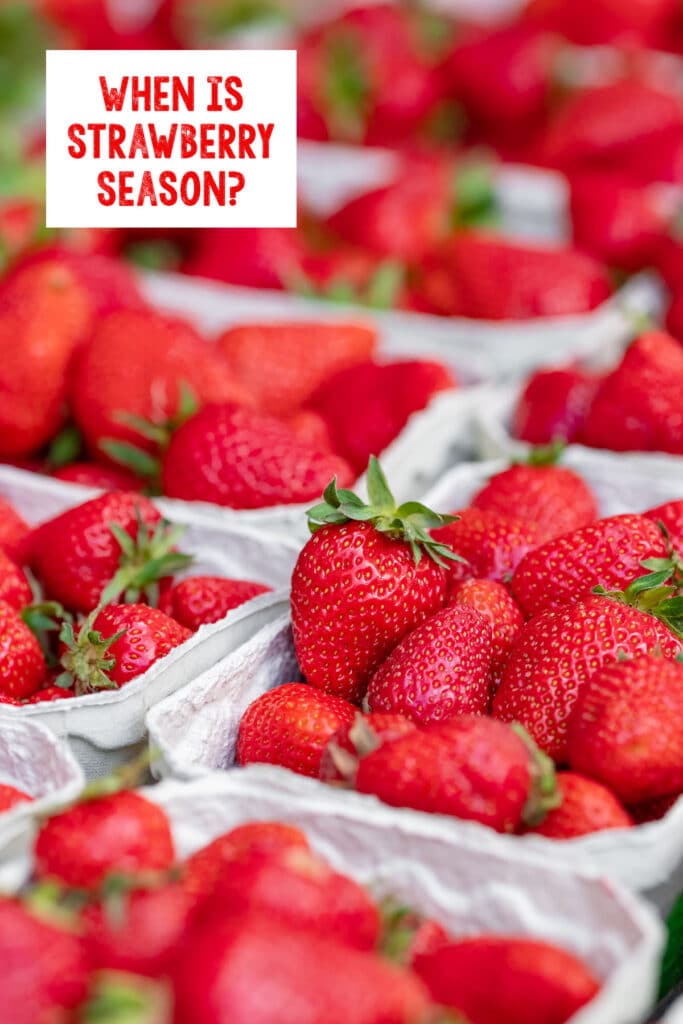 Containers filled with strawberries with text saying "when is strawberry season?"