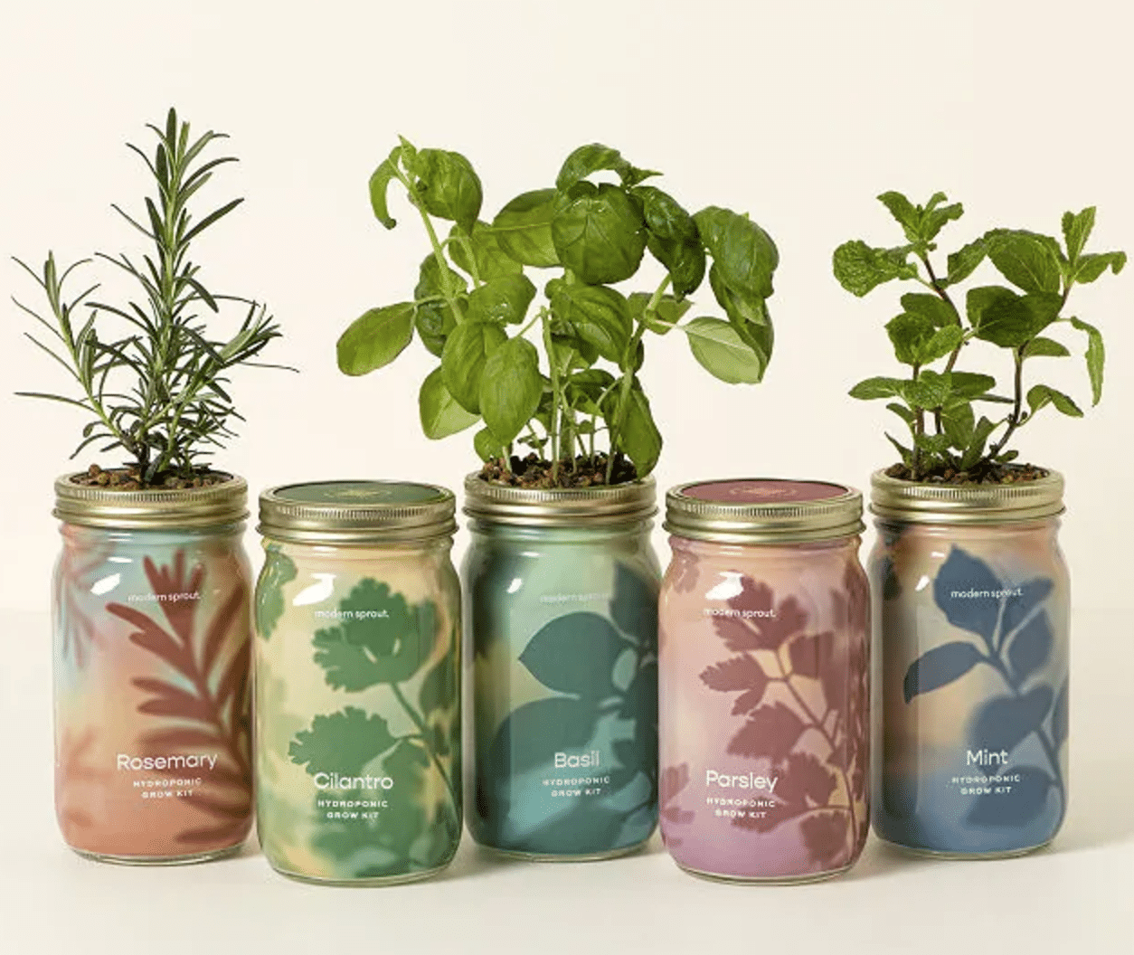 Mason jars with herbs growing.