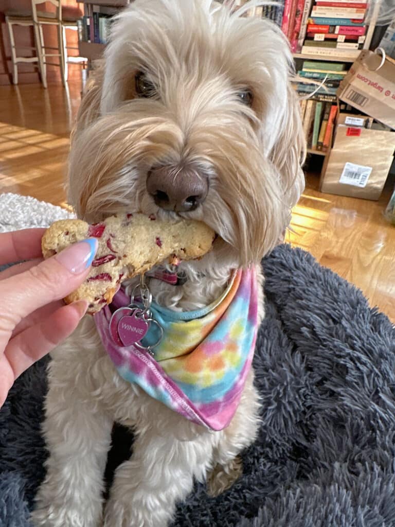 Winnie the labradoodle eating a dog cookie.