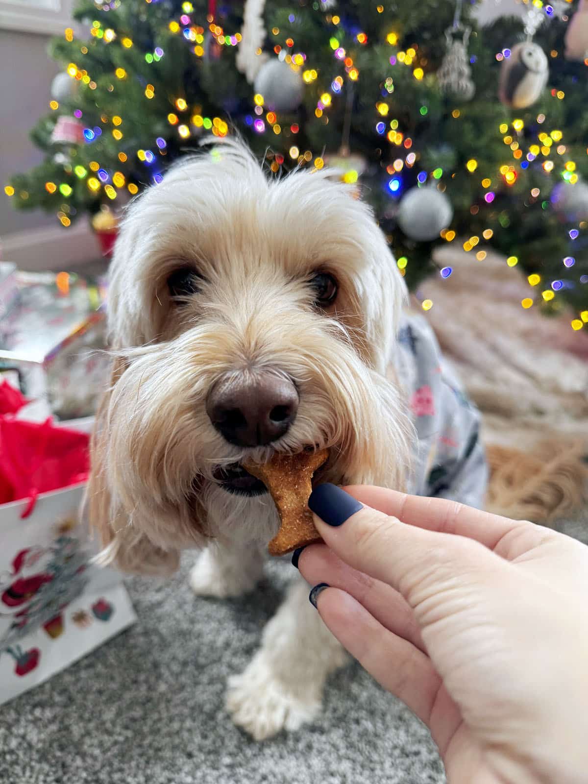 Winnie the Labradoodle eating a gingerbread cookie for dogs.