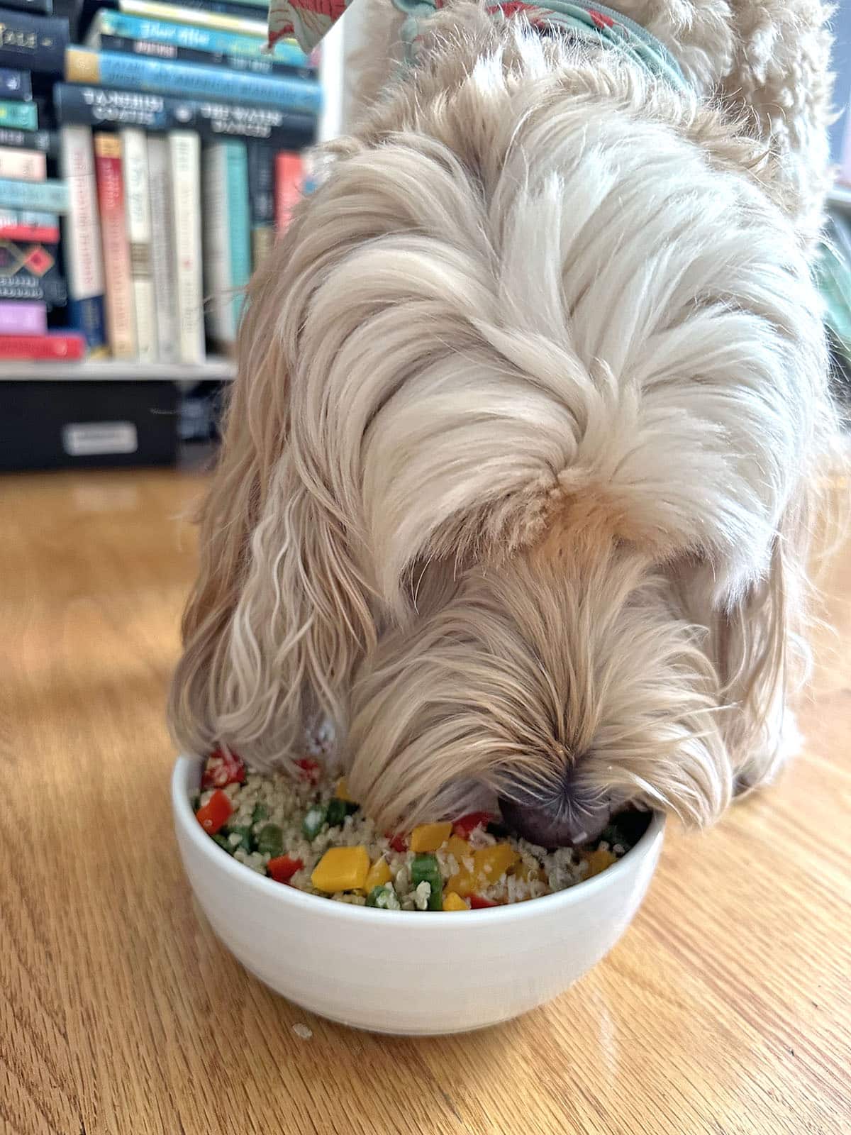 Winnie the labradoodle eating quinoa for dogs.
