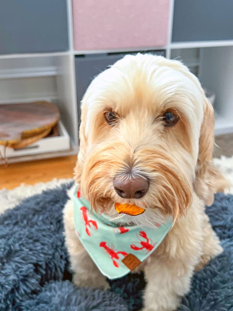 Winnie the labradoodle eating a sweet potato dog treat.