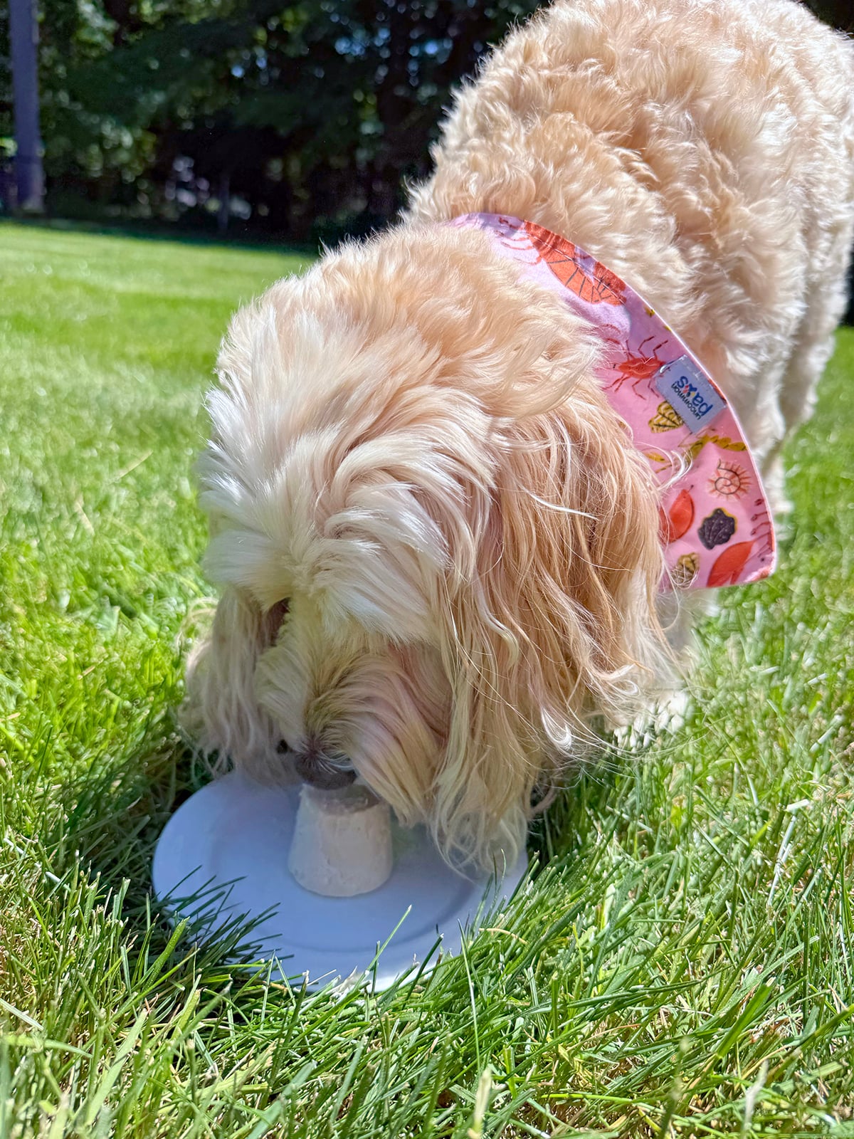 Winnie the labradoodle eating a homemade Frosty Paws treat off a plate.