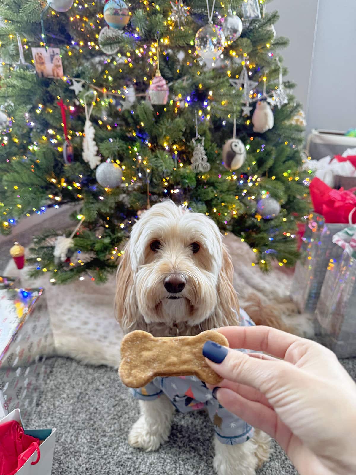 Winnie the labradoodle looking at a bone-shaped gingerbread cookie while sitting in front of a Christmas tree.